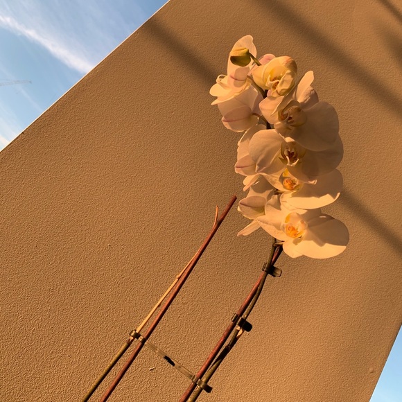 Meet your Posher, Alisha - Picture 1 of 1